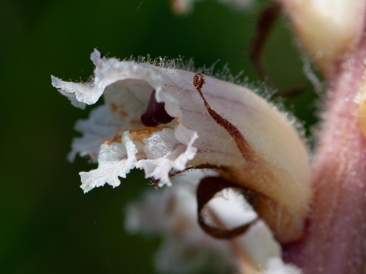 Blüte